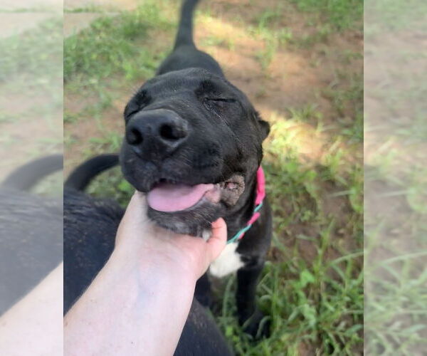 Medium Photo #32 Labrador Retriever-Unknown Mix Puppy For Sale in OKLAHOMA CITY, OK, USA