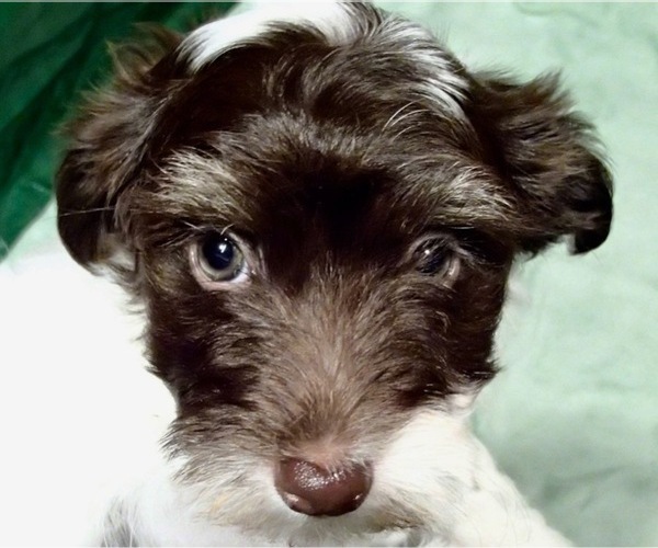 Medium Photo #8 Havanese Puppy For Sale in FENTON, MO, USA
