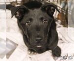 Small #2 Labrador Retriever Mix