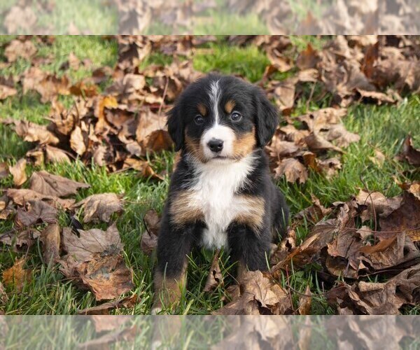 Medium Photo #1 Bernese Mountain Dog Puppy For Sale in SHREVE, OH, USA