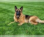 Small Photo #1 German Shepherd Dog Puppy For Sale in DECATUR, IN, USA