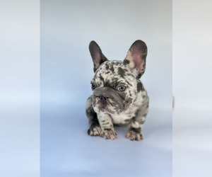 French Bulldog Puppy for sale in ATLANTA, GA, USA