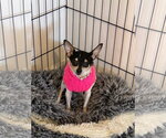 Small #2 Chihuahua Mix
