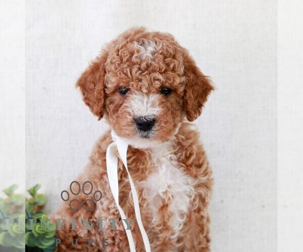 Medium Photo #3 Goldendoodle (Miniature) Puppy For Sale in NEWMANSTOWN, PA, USA