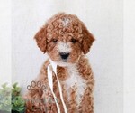 Small #2 Goldendoodle (Miniature)