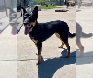 German Shepherd Dog-Unknown Mix Dogs for adoption in Tulsa, OK, USA
