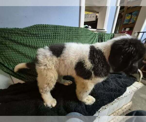 Medium Photo #27 Newfoundland Puppy For Sale in AURORA, IN, USA