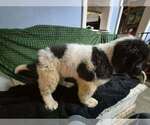 Small Photo #27 Newfoundland Puppy For Sale in AURORA, IN, USA