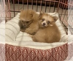 Small #3 Pomeranian