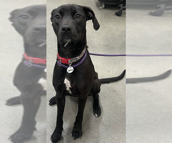 Medium Photo #1 Labrador Retriever-Unknown Mix Puppy For Sale in Forestville, MD, USA