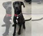 Small Labrador Retriever Mix