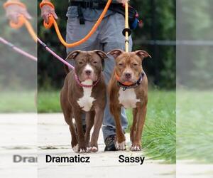 American Pit Bull Terrier Dogs for adoption in Derwood, MD, USA