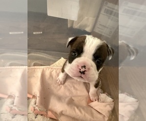 Olde English Bulldogge Puppy for sale in MOUNTAIN VIEW, MO, USA