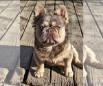 Small Photo #1 French Bulldog Puppy For Sale in AURORA, CO, USA