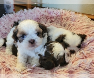 Shih Tzu Puppy for sale in SALEM, VA, USA
