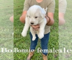 Great Pyrenees Puppy for sale in OWENTON, KY, USA