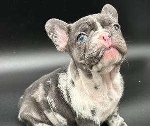 French Bulldog Puppy for sale in ANNAPOLIS, MD, USA
