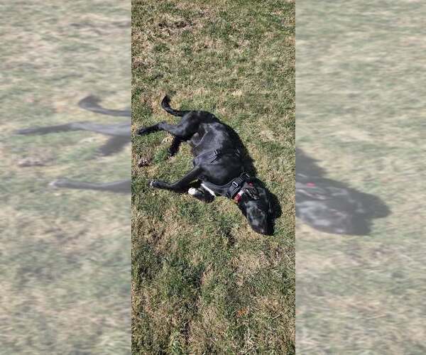 Medium Photo #5 Labrador Retriever-Unknown Mix Puppy For Sale in Mundelein, IL, USA