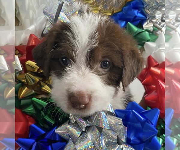 Medium Photo #3 Australian Kelpie-Unknown Mix Puppy For Sale in San Diego, CA, USA