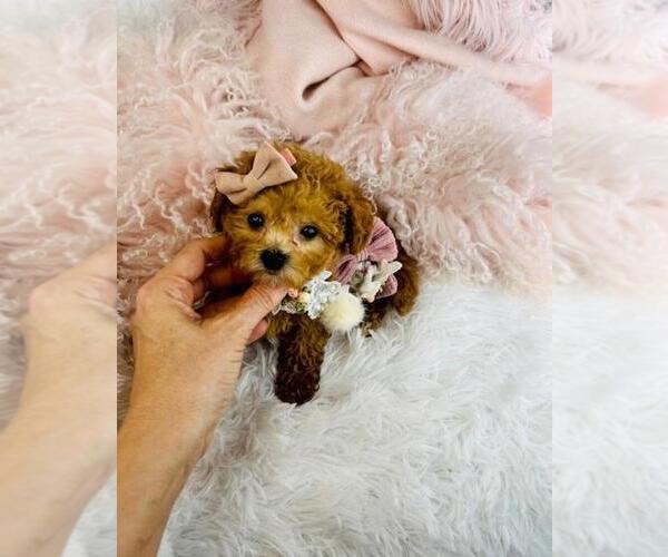 Medium Photo #2 Poodle (Toy) Puppy For Sale in DEAL, NJ, USA