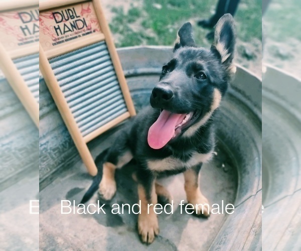 Medium Photo #2 German Shepherd Dog Puppy For Sale in DALLAS, NC, USA
