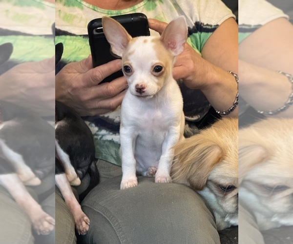 Medium Photo #10 Chihuahua Puppy For Sale in SHERMAN, TX, USA