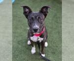 Small #1 American Pit Bull Terrier Mix