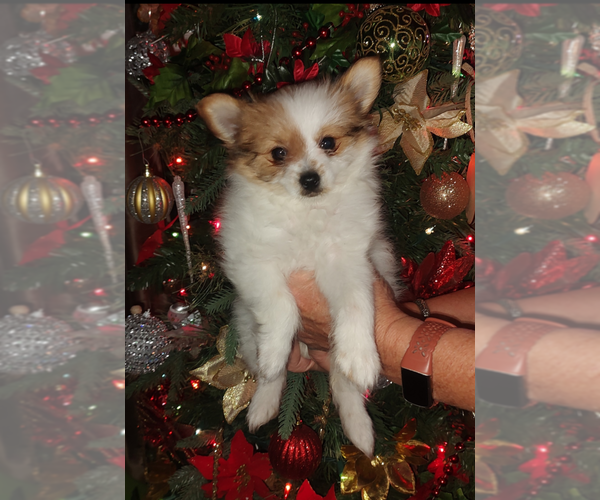 Medium Photo #22 Biewer Terrier-Pomeranian Mix Puppy For Sale in ESTILL SPRINGS, TN, USA