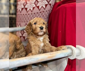 Goldendoodle (Miniature) Puppy for sale in TUCSON, AZ, USA