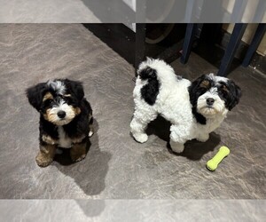 Miniature Bernedoodle Litter for sale in MONTROSE, CO, USA