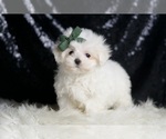 Small #2 Maltese