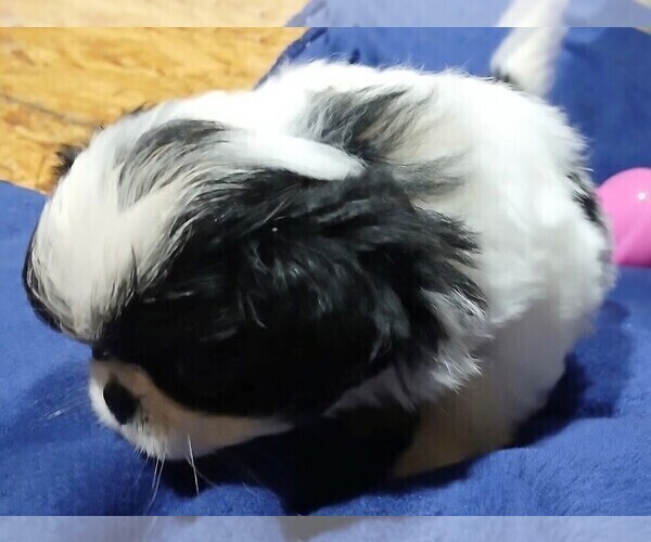Medium Photo #11 Japanese Chin Puppy For Sale in BELTON, MO, USA