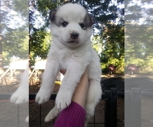 Siberian Husky Puppy for sale in FLORENCE, SC, USA