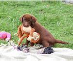 Small #3 Labrador Retriever