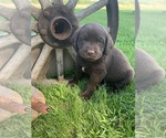 Small Photo #2 Labrador Retriever Puppy For Sale in ROYAL CITY, WA, USA