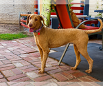 Small #3 Labrador Retriever Mix