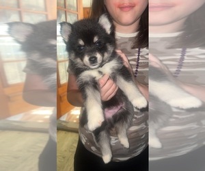 Pomsky Puppy for sale in COVENTRY, RI, USA