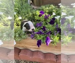 Small #7 Boston Terrier