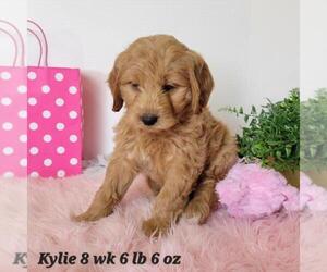 Goldendoodle-Unknown Mix Puppy for sale in KENDALL, FL, USA
