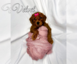 Puppy Velvet Poodle (Standard)