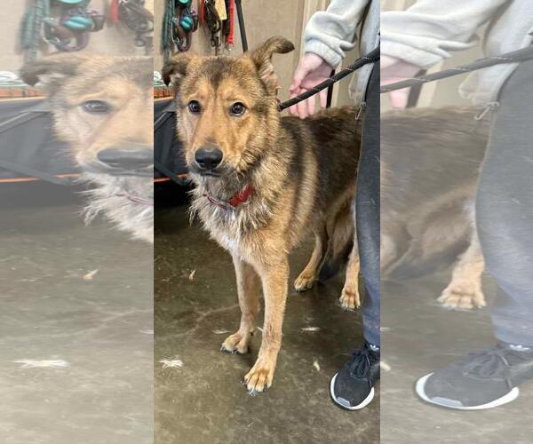 Medium Photo #7 Mutt Puppy For Sale in Rockwall, TX, USA