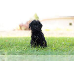 Small Photo #2 Schnoodle (Miniature) Puppy For Sale in WARSAW, IN, USA