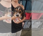 Puppy Charm Basset Hound