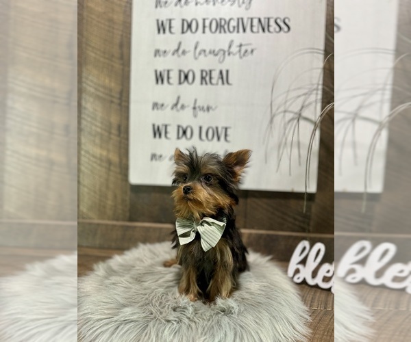 Medium Photo #2 Yorkshire Terrier Puppy For Sale in NAPPANEE, IN, USA