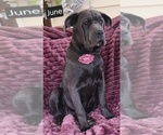 Small #2 Cane Corso