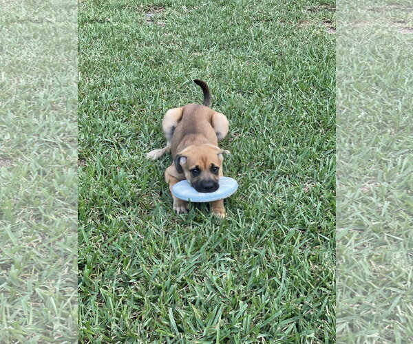 Medium Photo #6 Mutt Puppy For Sale in Orlando, FL, USA