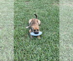 Small #5 Mutt