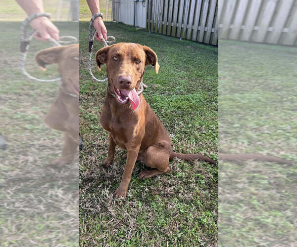 Medium Photo #3 Mutt Puppy For Sale in Abbeville, LA, USA