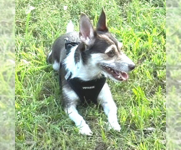 Medium Photo #2 Jack Russell Terrier-Unknown Mix Puppy For Sale in Rutherfordton, NC, USA