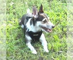 Small #1 Jack Russell Terrier Mix